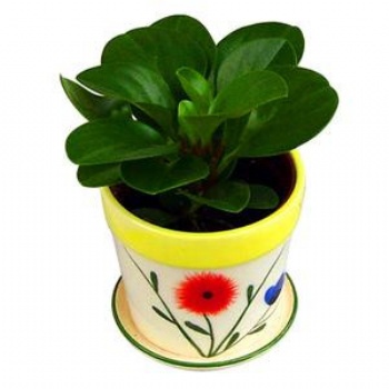 供應碧玉花 豆瓣綠 東莞綠植租擺 竹柏 一帆風順 富貴竹