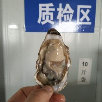 山東乳山牡蠣加工廠 生蠔批發(fā)價格
