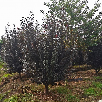 叢生紅葉李批發(fā)基地_紫葉李價(jià)格_名川園藝場