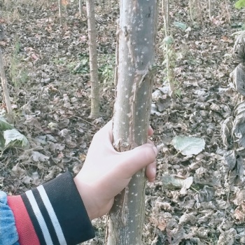 出售107楊108楊無絮楊達(dá)軒農(nóng)林
