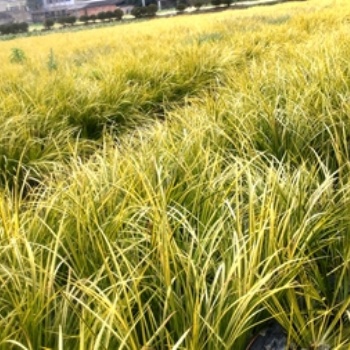 成都金葉菖蒲基地郫都區(qū)名川園藝場供應(yīng)金葉菖蒲
