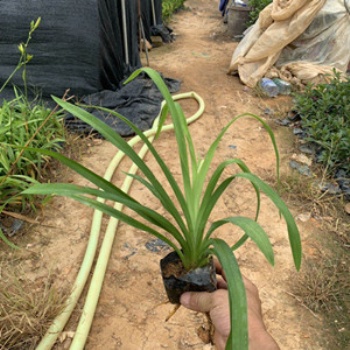 大花宣草盆栽宿根花卉 耐熱水生植物 量大從優(yōu)