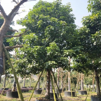 秋楓基地 園林綠化苗木 產(chǎn)地 大量供應(yīng)