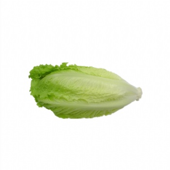 包心羅馬生菜新鮮果蔬綠色蔬菜凱撒沙拉火鍋西餐食材批發(fā)銷售餐飲門店西餐廳酒店供應(yīng)超市直供全國物流冷鏈保