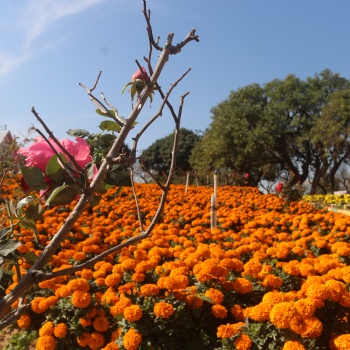 東莞市周邊秋冬時節(jié)可以看花拍照徒步休閑游玩的地方