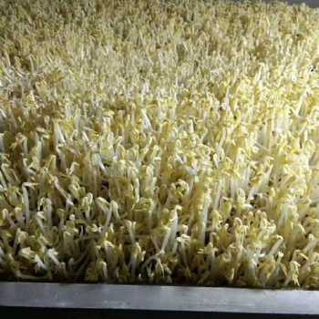 南陽智能全自動豆芽機(jī)廠家