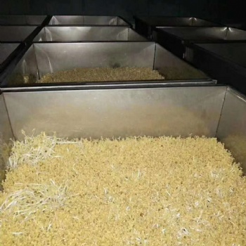 智能化淋水跑道豆芽生產(chǎn)線設(shè)備