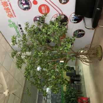 廠家定制仿真植物，仿真樹