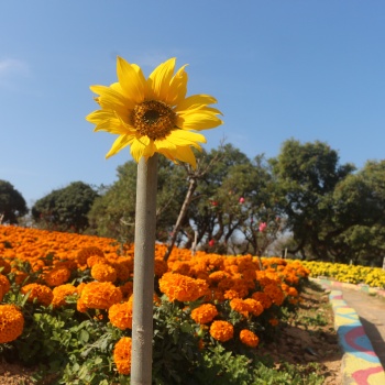 在東莞周邊適合秋冬時節(jié)游玩看花的農(nóng)家樂