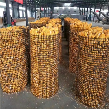 廠家供應土工格柵 圈山網 圈雞圈鴨網玉米網 貨源充足支持定做