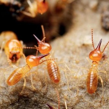 福州有害生物防治公司專業滅鼠滅白蟻滅蟑螂