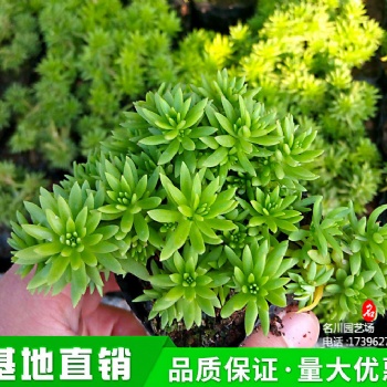 佛甲草批發價_2021草花報價_花境植物基地_金葉佛指草_綠葉佛甲草杯苗_郫縣綠批苗木批發基地