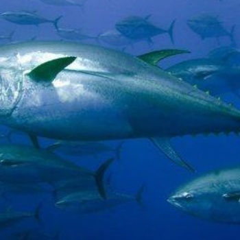 進口金槍魚專業**報關