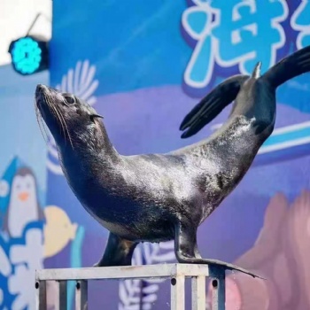 海獅表演出租海獅出租價格