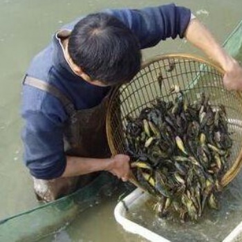 農(nóng)業(yè)鮮活水產(chǎn)品泥鰍苗