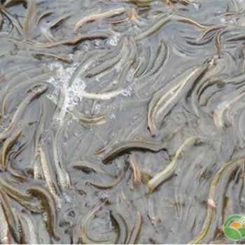 優(yōu)質(zhì)高價(jià)養(yǎng)殖項(xiàng)目，湖北漁添下泥鰍養(yǎng)殖！