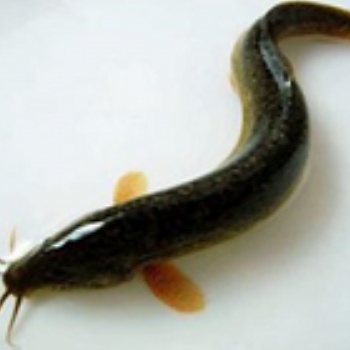 漁添下10號(hào)泥鰍養(yǎng)殖生長(zhǎng)快抵抗力強(qiáng)，病害少成活率高不鉆泥不打洞抗寒抗旱