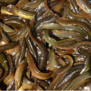 漁添下10號(hào)泥鰍你養(yǎng)殖 我回購 技術(shù)免費(fèi)教 贈(zèng)送種苗