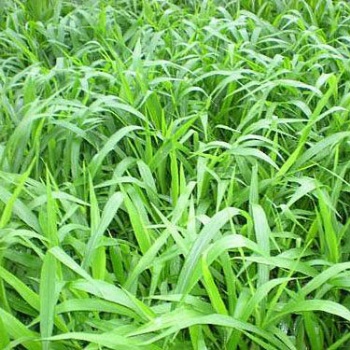 南寧景龍生態(tài)科技 大量批發(fā)零售寬葉雀稗草種