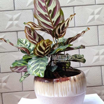 廣州綠植出租，綠植租擺，植物養(yǎng)護(hù)，苗場**，價(jià)格實(shí)惠！