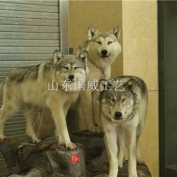 展覽仿真狼模型仿真狼科教標本