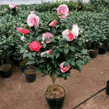 供應廣西四季茶花苗和山茶花苗和茶花樹苗特產專題