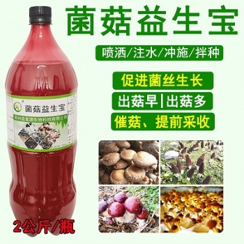 云南保山羊肚菌種植環境要求羊肚菌增產營養液