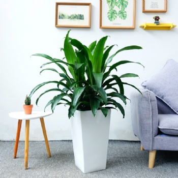 廣州綠植出租，設(shè)計(jì)擺放，花卉種植養(yǎng)護(hù)一步到位。