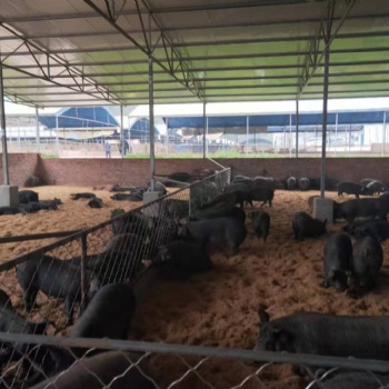 發酵床養豬讓養豬戶獲利高