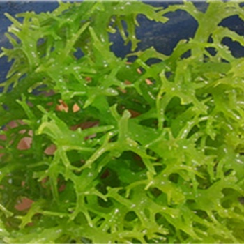 青島麒麟菜沙帶魚進口**