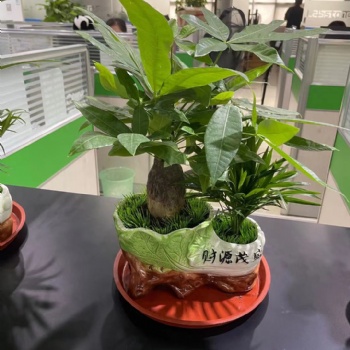 廣州辦公室綠植租擺、花卉租賃、綠植養(yǎng)護(hù)、綠植銷售