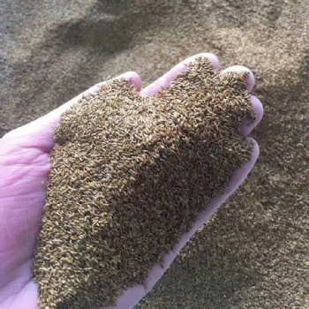 廣西結縷草種子四季常青矮生細葉草坪不修剪綠化耐踐踏草籽草種批發
