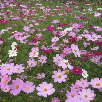廣西波斯菊種子打造花海花卉格桑花護坡固土邊坡綠化花種批發