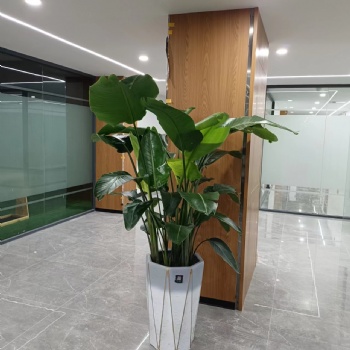 鮮花綠植租擺、辦公室綠植設(shè)計(jì)、寫字樓綠植租擺開荒保