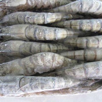 天津港進(jìn)口凍蝦注意事項(xiàng)