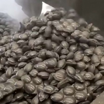 豫錦瀚 精煉渣壓球粘合劑 硅鋁鋇鈣球粘結劑 壓完即裝袋