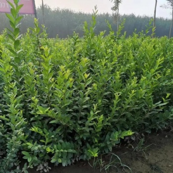 唐山衛(wèi)矛 遵化衛(wèi)矛 唐山水蠟 遵化水蠟 唐山大葉黃楊