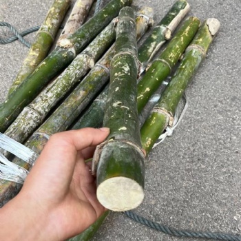 供應龍血金絲竹與實心竹與楠竹經營部