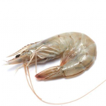 厄瓜多爾白蝦水產(chǎn)品海鮮進口青島港**資料