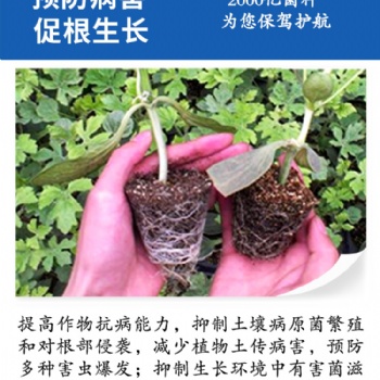 土壤板結 鹽份過重 植物不長 如何使用微生物菌劑防治