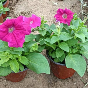 內(nèi)蒙草花批發(fā)基地，呼和浩特宿根花卉基地，四季草花批發(fā)矮牽牛
