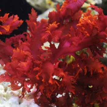海藻鈣 紅藻粉 關(guān)節(jié)健康 骨健康 山竹果**